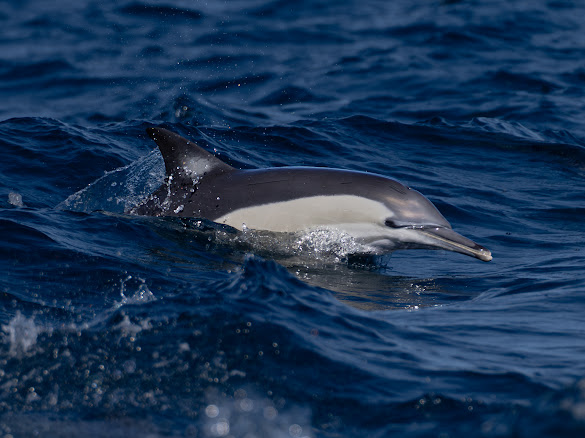 Common dolphin leaping through a deep blue swell
